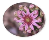 Supervision M.E.G. Psychotherapie