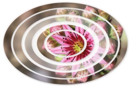 Supervision M.E.G. Psychotherapie Supervision M.E.G. Psychotherapie
